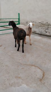 NAMANGANDA ZOTI XISOR QOZILAR KELDI 🐑✨ — Namangan