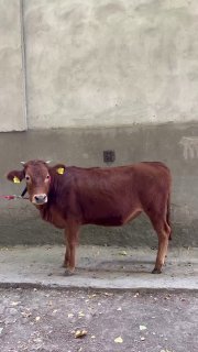 Esto’n Xunajin Sotiladi — Andijonda