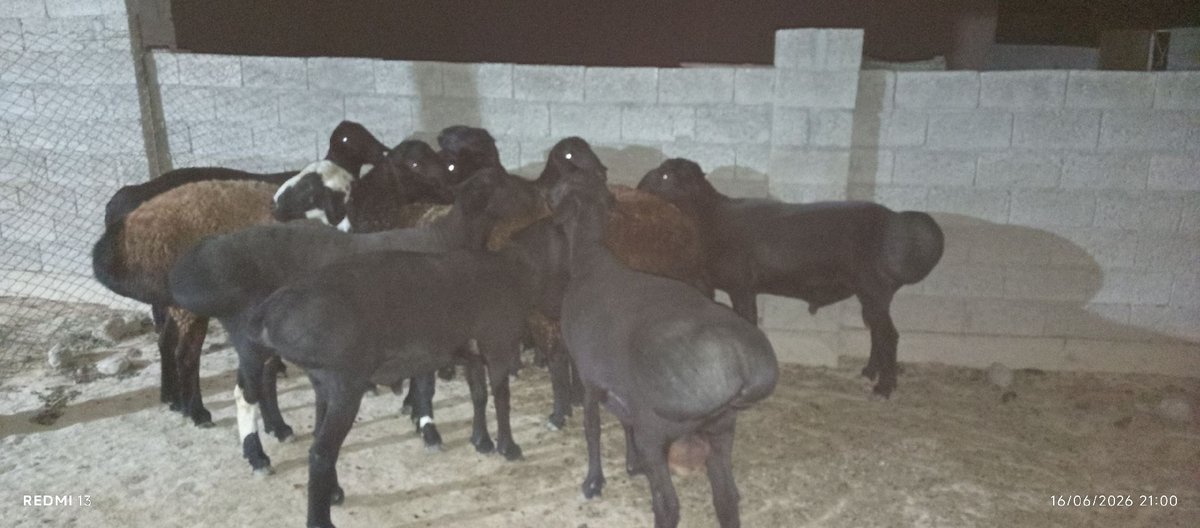 Qo'y — Qashqadaryo viloyati, Chiroqchi tumani