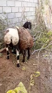 ASSALOMU ALEYKUM GURUPADOSHLAR QOʻZI SOVLIQLAR SOTILADI — NAMANGAN TUMANI