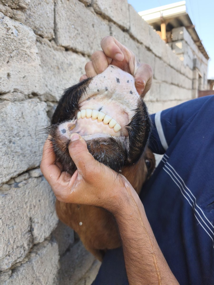 7 Oylig Bug'oz Sotiladi — Qashqadaryo