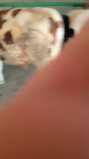 Шу икта гибрид новосмиз сотлад соглги зор жупи 48 кам бор… — O'zbekiston