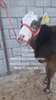 Gibrit Xunajin Sotiladi — Andijonda