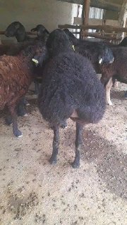 toliq malmot vidyoda aytildi — O'zbekiston