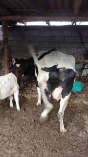 Ассалому алейкум ака яхшимисиз Шуни купил Беринг пули… — O'zbekiston