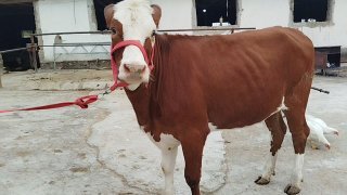 Simintal gibrid bogoz sotiladi — O'zbekiston