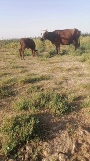 Ona.bolala. Sotilladi bolasi xokiz. Suti zo'r — O'zbekiston