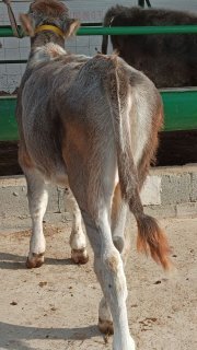 Toza german sotiladi — O'zbekiston