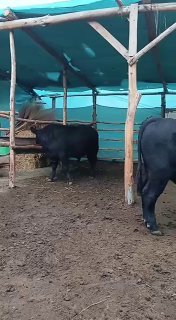 Angus sotiladi 3 ta — asaka