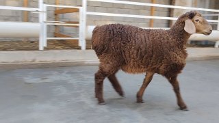Sotiladi nasilga zoti arashan zotga qiziqalar uchun… — Namangan