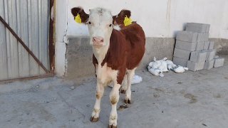 Simintal novos sotiladi — O'zbekiston