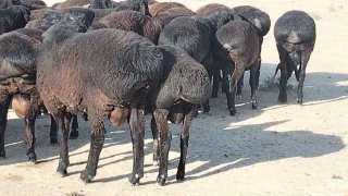 Semiz qo'zi qo'chqorlar sotiladi — O'zbekiston