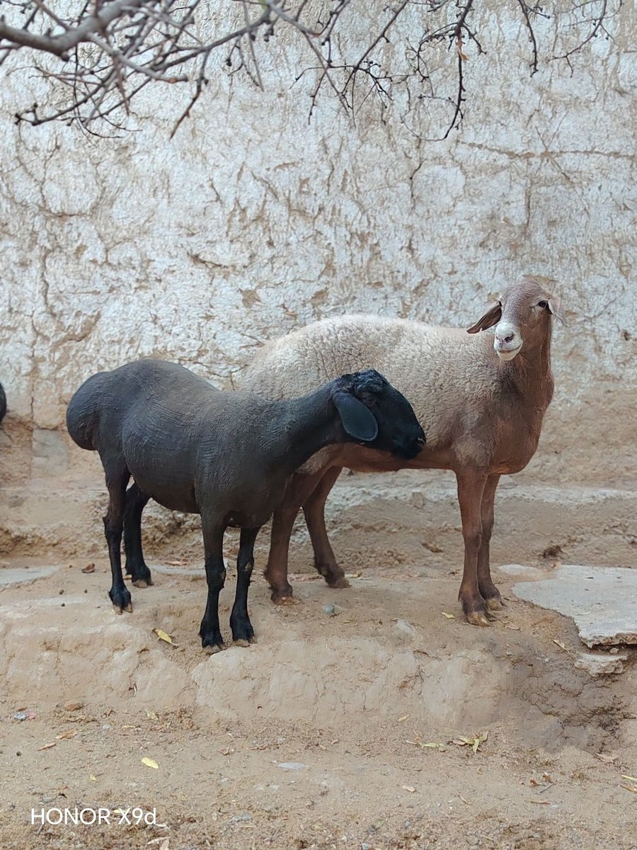 Sotiladi Bo'g'oz Qo'ylar Yoshi 2 tish 4 tish 6 tish 8 tish… — Namangan