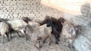 Бугоз куйлар сотилади — Navoiy