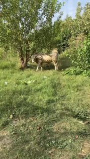 SHAROLE ZOTLI BUQA SOTILADI! — Toshkent