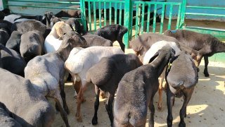 NAMANGANDA ZOTI TOZA XISOR KELDI 🐑✨ — Namangan