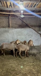 Shu qo’ylar sotiladi — Andijon viloyati Izboskan tumani
