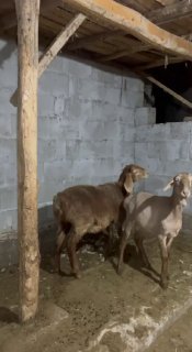 Shu soliq qo’zilar sotiladi narxi bir joyga 3,5 mln dan — Andijon viloyati Izboskan tumani