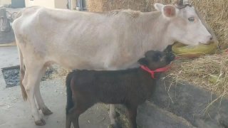 Эна бола молимиз сотилади боласи хунажин сути 3 литир нархи — Andijon