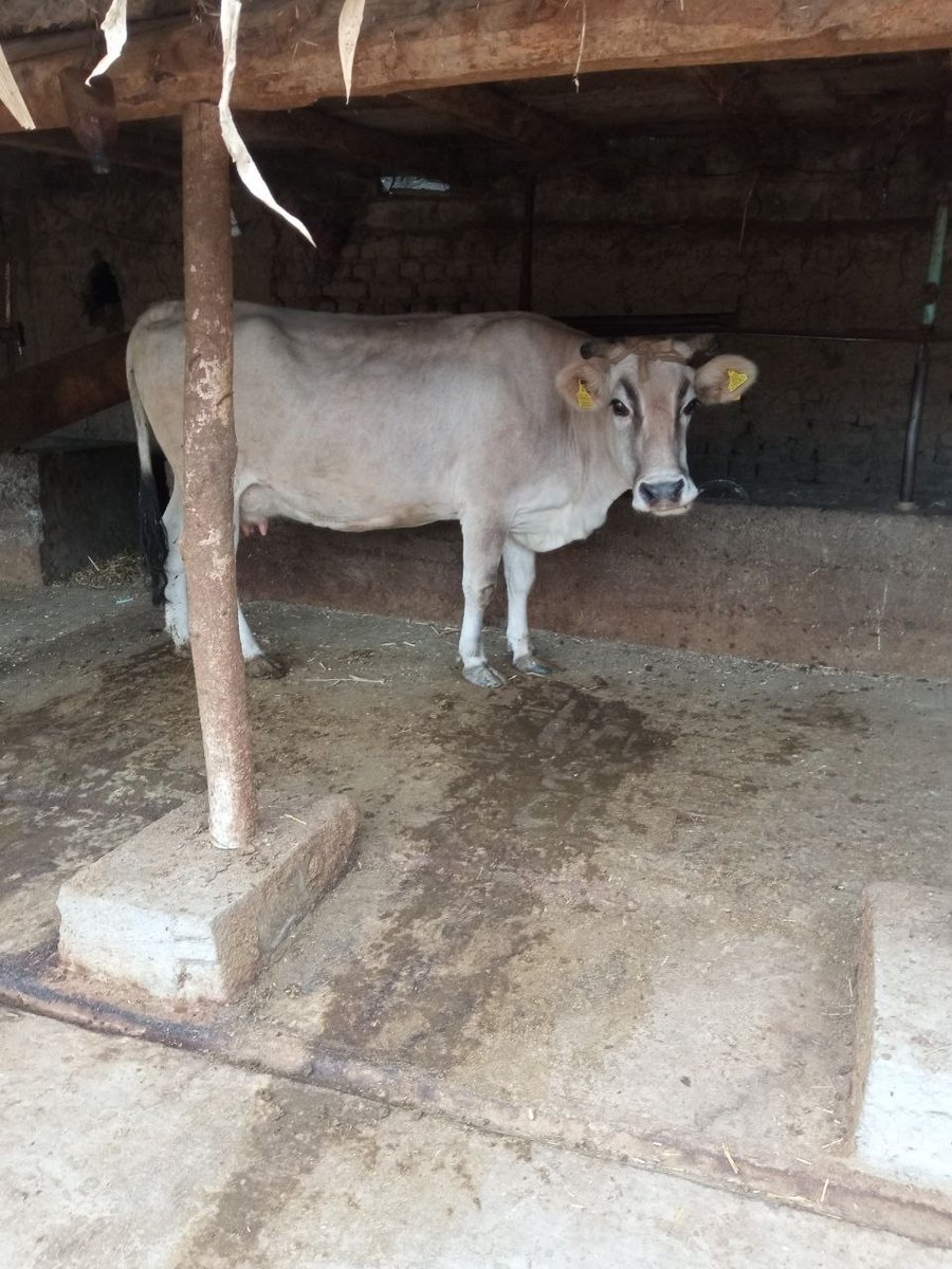 Yaka sigir sotiladi — Andijon, Baliqchi