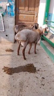ZOTI ARASHAN QOZILAR KELDI 🐑✨ — Namangan