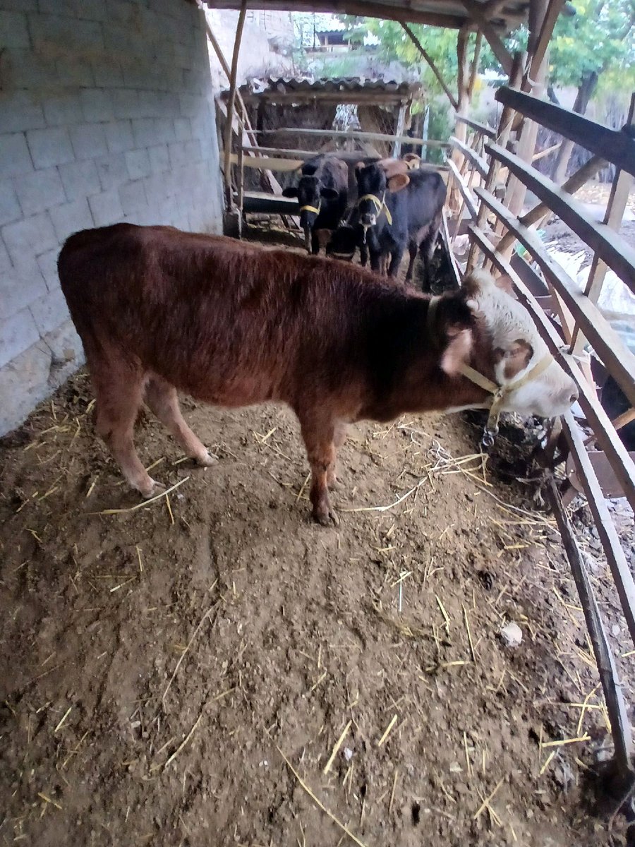 Hunojin gibrit — Andijon viloyati, Baliqchi tumani