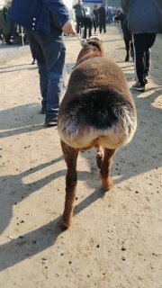 NAMANGANDA TIYANSHAN QOZILAR KELDI 🐑✨ — Namangan