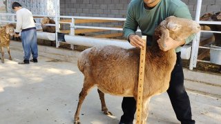 ZOTI TOZA ARASHAN EGIZCHI 🐑✨1.TA ONA BOLA — Namangan