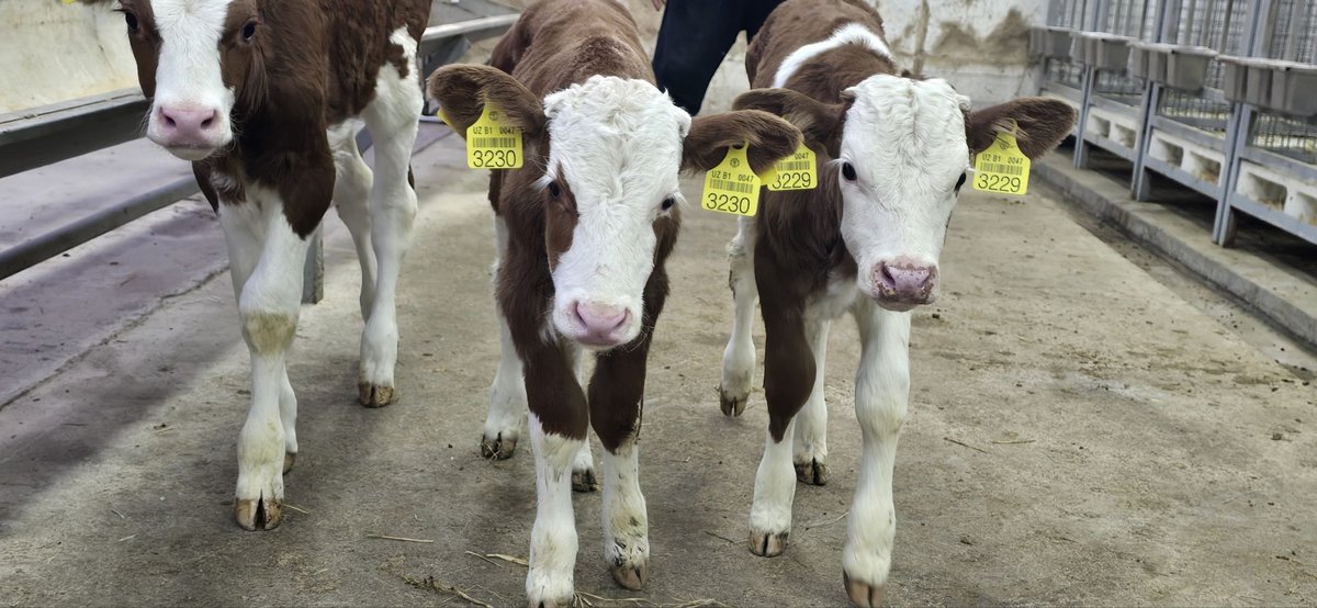 NASLDOR SIMMENTAL BUQACHALAR SOTILADI! — Toshkent