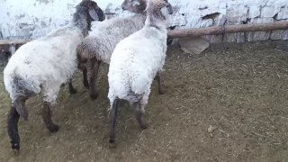 Тусок куйлар сотилади — Navoiy