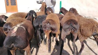 NAMANGANDA ZOTI TOZA XISOR SOVLIQLAR KELDI 🐑✨ — Namangan