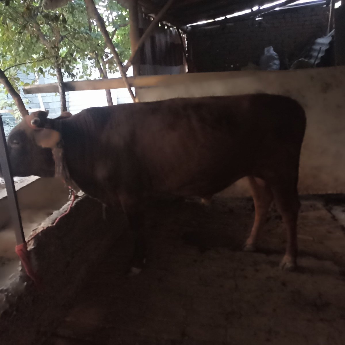 Novos sotiladi — Andijon