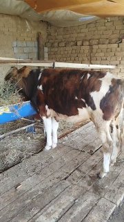 buqachalar sotladi jupga 37500 mlyon xayri bor Toshkenta — Toshkent