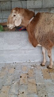 Ассаламу алайкум акалар шу арашан кучкоримиз сотилади… — O'zbekiston