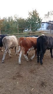 новваслар сотилади буйи 110 120смдан нархи 22500дан — Namangan