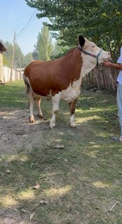 Tozza afstrski bogoz hunajin molmz sotladi 10 kunda tugad… — O'zbekiston