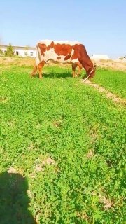 Богоз Сигир Сотилади Иккинчи Коринга 7 Ойлик Тук Бугоз… — O'zbekiston