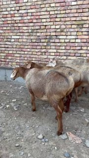 KOTTA sovliq lar KELDI — Namanganda