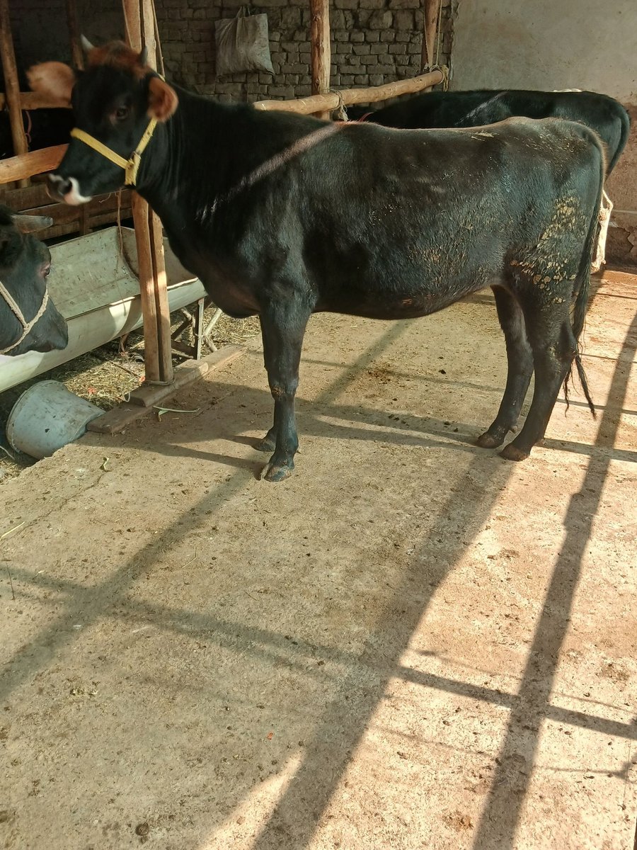 Hunajinlar sotiladi — O'zbekiston