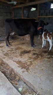 Shu sigir sotiladi — Andijon, Baliqchi