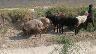 Shu 6 dona arashan xusori qochqorlarimmiz sotiladi — Namangan