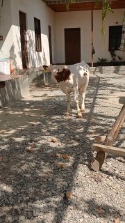 Smental buqachalar sotiladi — Farg'ona