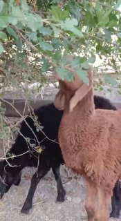Shu qo’ylar sotiladi sog’lom qo’ylar — Andijon shaxar