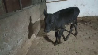 Assalomu alaykum akalar sut emgi hunajnmiz sotiladi — O'zbekiston