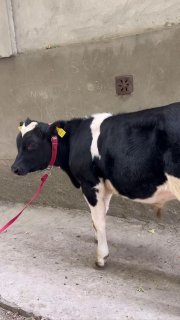 Belgiski Gibrit Buqa Sotiladi — Andijonda
