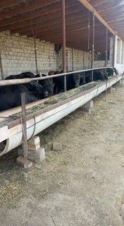 Sotiladi g'unojinlar Soni 22 ta — Sirdaryo
