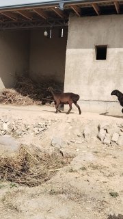 Assalom alaykum bugoz quyimiz bilan quzi quchqorimizni… — Samarqand
