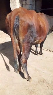 Bugʻoz gʻunajin 2 qoringa 6 oylik buyi 135+ — O'zbekiston