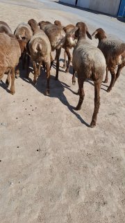 Irg'ochi tuxli quzila sotiladi Soni 8ta — O'zbekiston