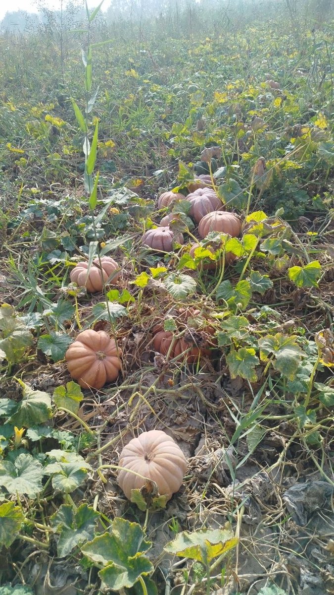 Шу ковокдан бор — O'zbekiston